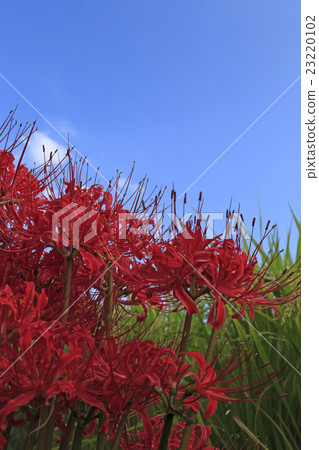 卓有成效的秋天 23220102