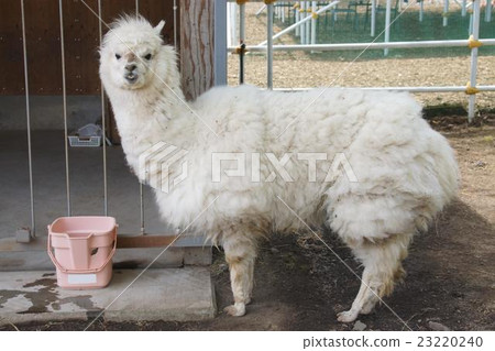 Alpaca 23220240