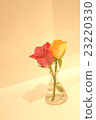 Rose of a vase 23220330