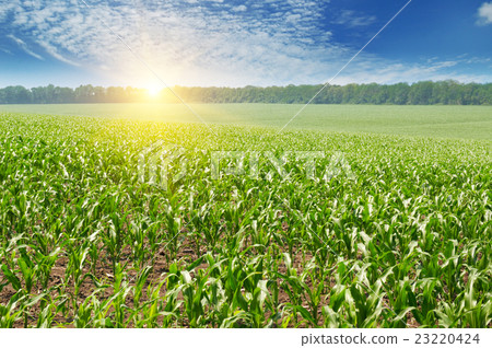 sunrise over the corn field sunrise over the corn field 23220424