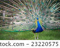 Peacock Peacock 23220575