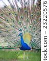 Peacock Peacock 23220576