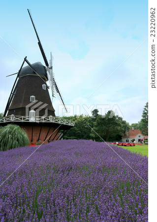 船橋安徒生公園薰衣草和風車(7月)船橋,千葉 船橋安徒生公園薰衣草和風車(7月)船橋,千葉 23220962