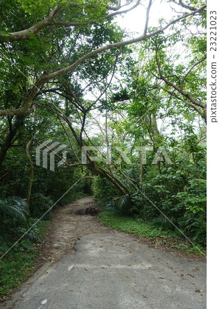 Entrance to the beach of Minami Fumida. Iriomote Island. Taketomi - cho, Yaeyama - gun, Okinawa Prefecture. February 12, 2016 23221023