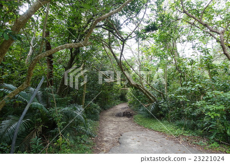 Entrance to the beach of Minami Fumida. Iriomote Island. Taketomi - cho, Yaeyama - gun, Okinawa Prefecture. February 12, 2016 23221024