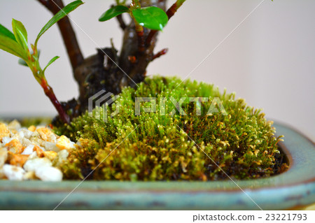 盆景苔蘚 23221793