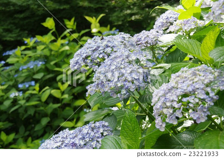 Otofuji hydrangea ozu hydrangea 23221933