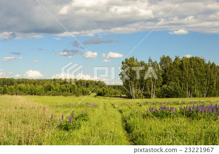 Footpath in deep grass 23221967