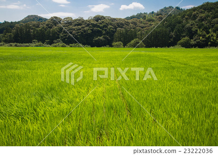 Early summer rice field 23222036