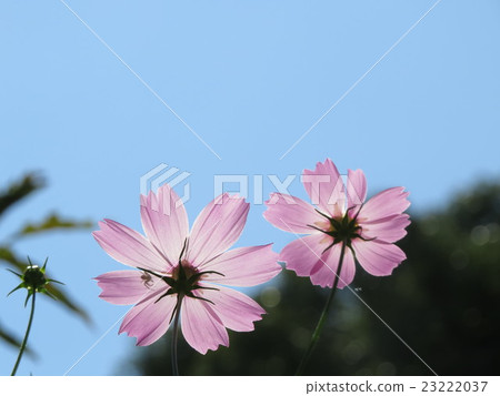 Cosmos floating in the sky 23222037