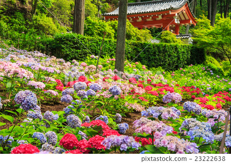 繡球花Mi Murotoji 繡球花Mi Murotoji 23222638