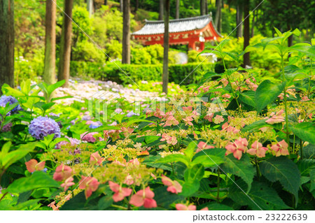 Hydrangea Mi Murotoji Hydrangea Mi Murotoji 23222639