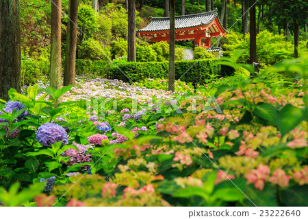 Hydrangea Mi Murotoji Hydrangea Mi Murotoji 23222640