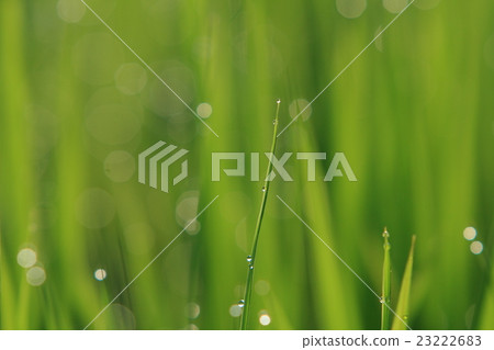 綠色葉子弄濕與早晨露水 23222683