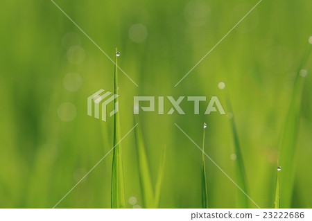 綠色葉子弄濕與早晨露水 23222686