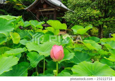 Lotus flower blooms Mimurotoji 23222718