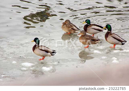 Winter pond duck 23222785