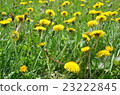 Dandelion 23222845