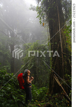 Man with hiking equipment walking in mouton forest 23223823