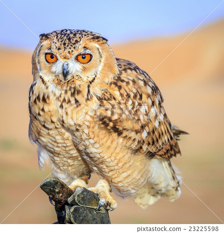 Desert Eagle Owl 23225598