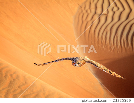 Desert Eagle Owl 23225599