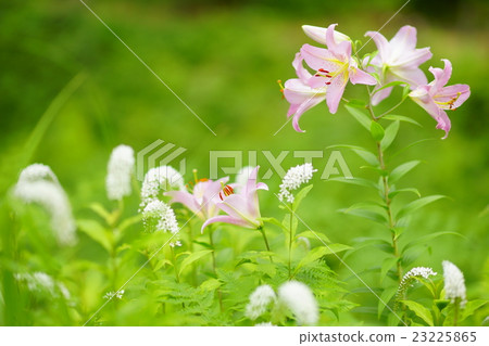 小百合姬 23225865