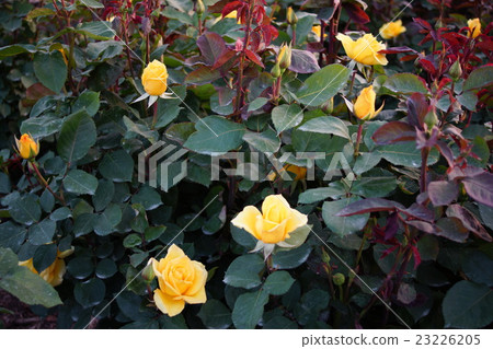 玫瑰（Midas Touch）Sakaki Chikumagawa玫瑰園 23226205