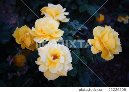 玫瑰(Midas Touch)Sakaki Chikumagawa玫瑰園 玫瑰(Midas Touch)Sakaki Chikumagawa玫瑰園 23226206