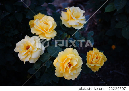 Roses (Midas Touch) Sakaki Chikumagawa Rose Park 23226207