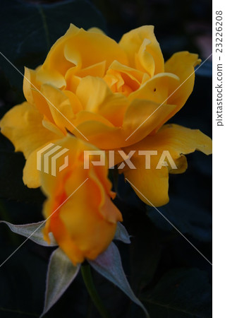 Roses (Midas Touch) Sakaki Chikumagawa Rose Park Roses (Midas Touch) Sakaki Chikumagawa Rose Park 23226208