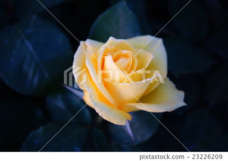 Roses (Midas Touch) Sakaki Chikumagawa Rose Park 23226209