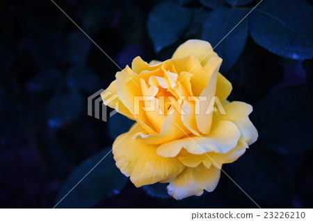 Roses (Midas Touch) Sakaki Chikumagawa Rose Park Roses (Midas Touch) Sakaki Chikumagawa Rose Park 23226210