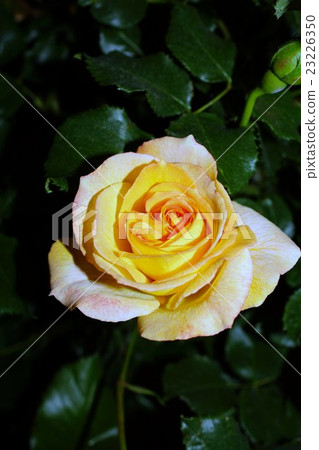 Rose (Sahara 98) Sakaki Chikumagawa Rose Park Rose (Sahara 98) Sakaki Chikumagawa Rose Park 23226350