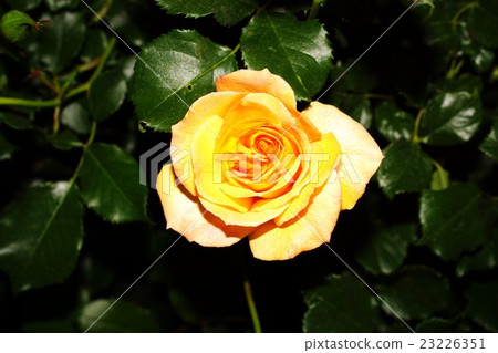 Rose (Sahara 98) Sakaki Chikumagawa Rose Park Rose (Sahara 98) Sakaki Chikumagawa Rose Park 23226351