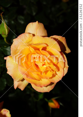 Rose (Sahara 98) Sakaki Chikumagawa Rose Park 23226352