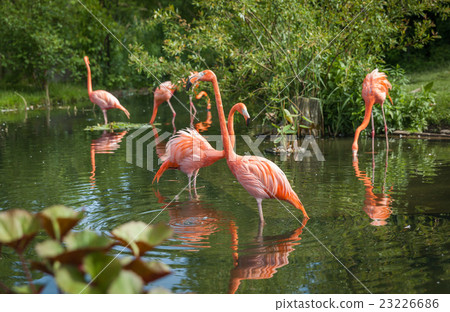 pink flamenco looking for food  23226686