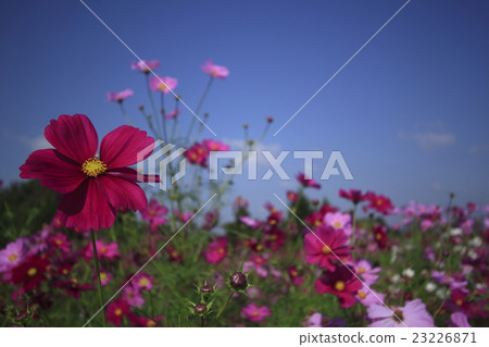 秋天的景色 秋天的景色 23226871