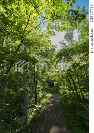 Fresh green forest 23227738