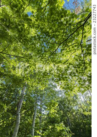 新鮮的綠色森林 23227743