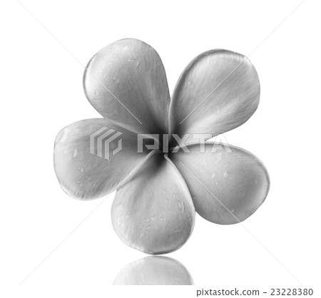 frangipani flower isolated white background frangipani flower isolated white background 23228380