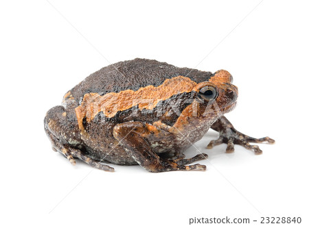 bullfrog isolated on white background bullfrog isolated on white background 23228840