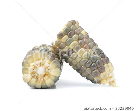 corn isolated on white background 23229040