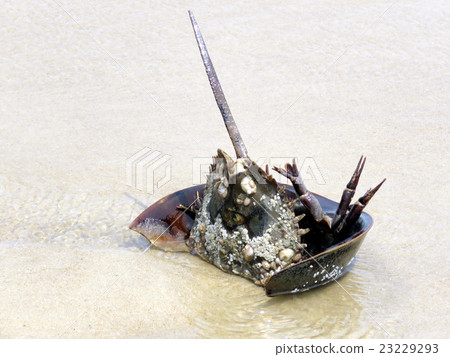 South Bethany beach the Horseshoe crab 2016 South Bethany beach the Horseshoe crab 2016 23229293