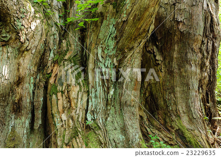 山雪松大雪松樹幹 23229635