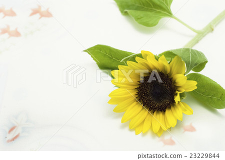 Sunflowers and handwritten goldfish Sunflowers and handwritten goldfish 23229844