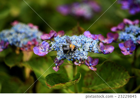 Hydrangea and bees Hydrangea and bees 23229845