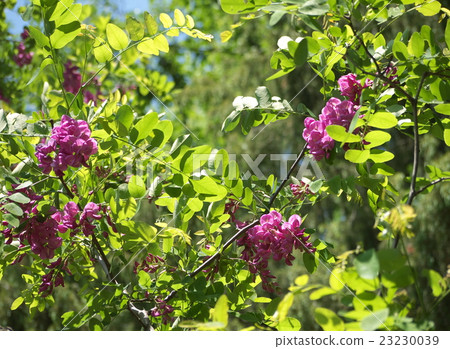 Light red fake acacia Light red fake acacia 23230039