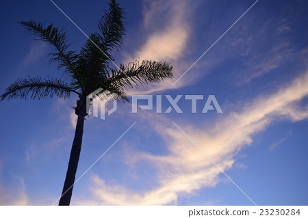晚上雲彩和棕櫚樹剪影 晚上雲彩和棕櫚樹剪影 23230284