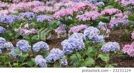 繡球花04 23231124