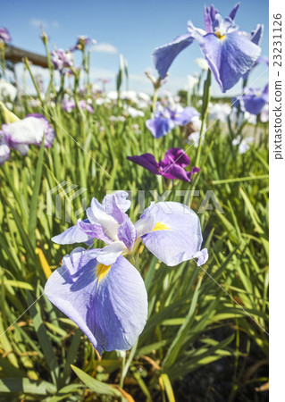 鳶尾花 23231126